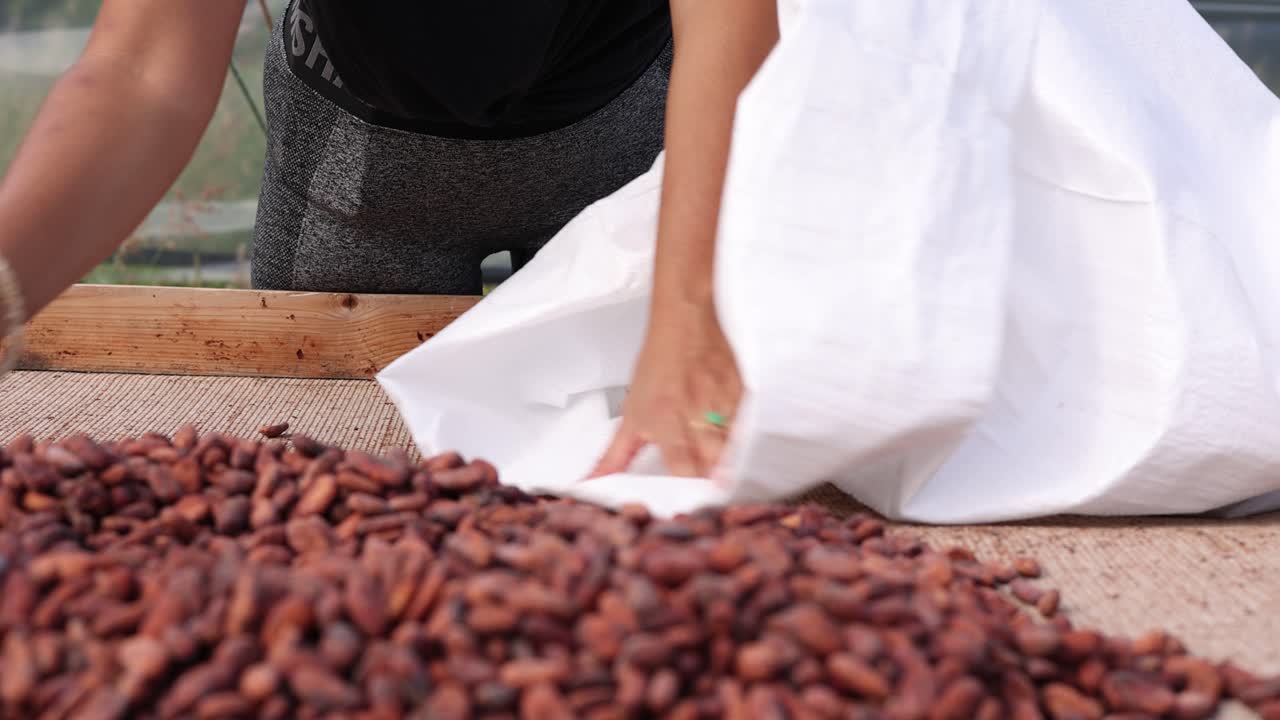 Dry Cacao Seeds, Cocoa Beans, Hand Gathering And Scooping Into Bag