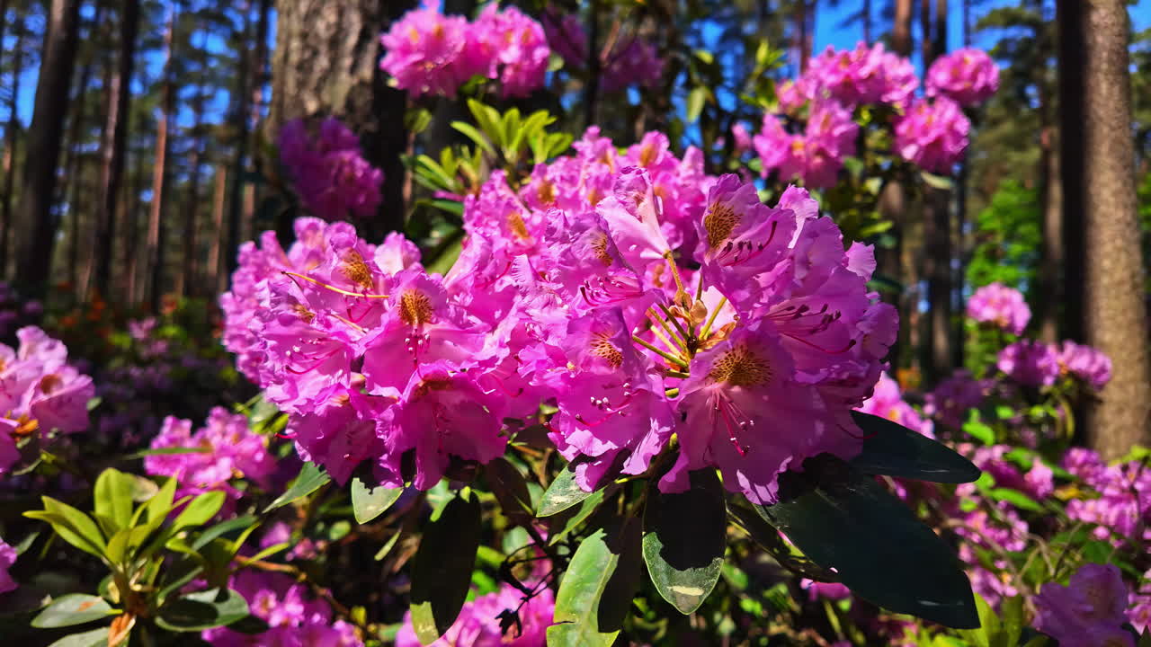 flores de rododendro rosado brillante floreciendo en un bosque iluminado por el sol