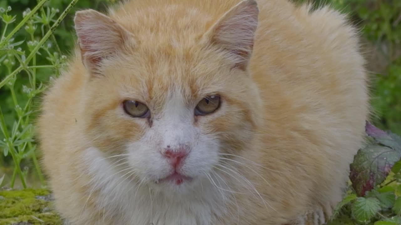 Beautiful Orange Cat With Big Golden Eyes Loafing On A Stone Wall