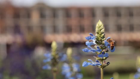 bee collecting nectar from blue salvia flowers