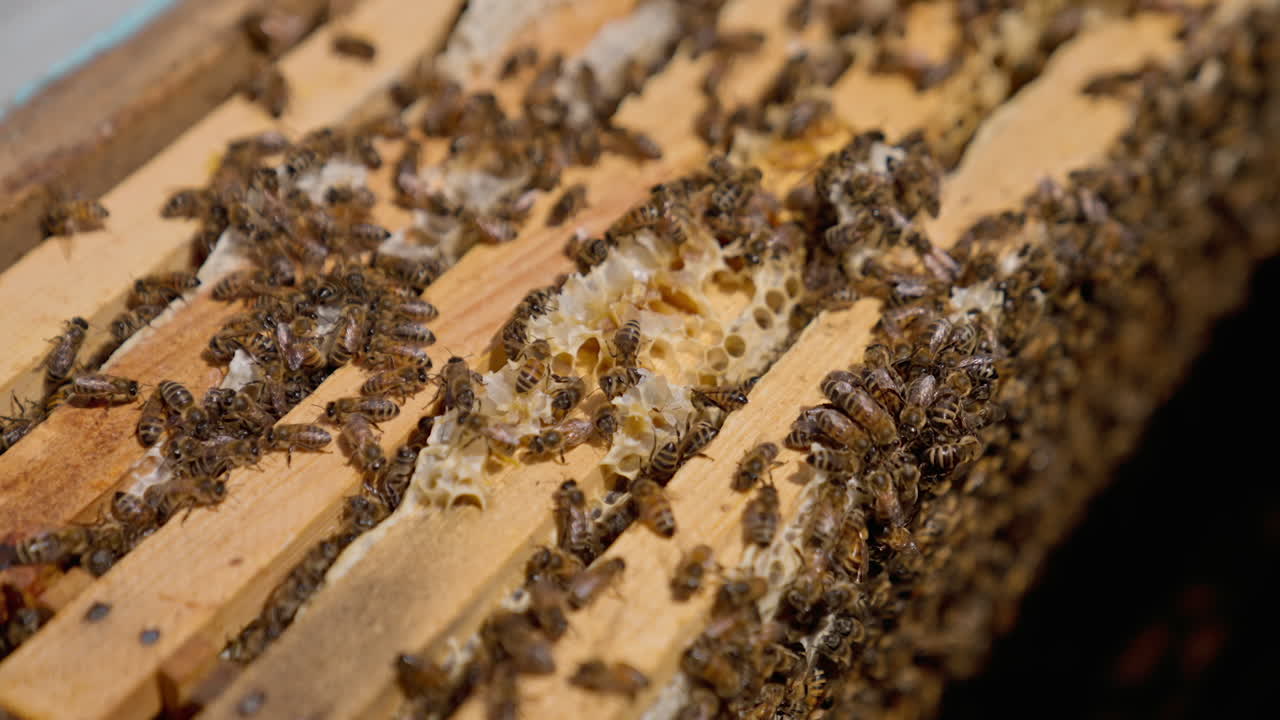 Hard-working bees crawling by the wooden frames. Insects have made produced some wax on top of the frames. Close up.