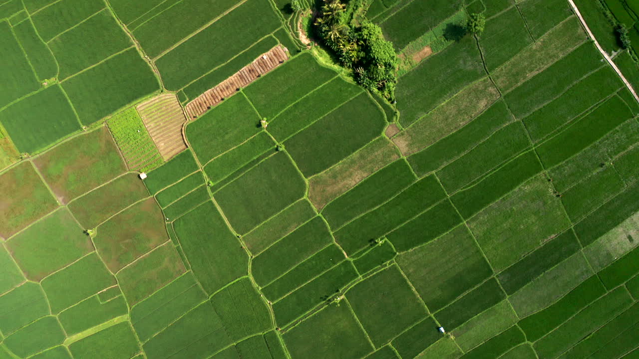 imágenes aéreas de drones, vista de pájaro de un campo de arroz en bali