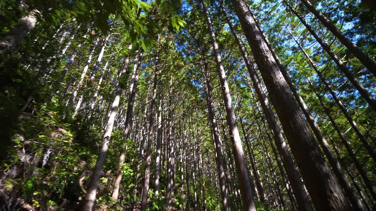 pov, siguiendo un sendero a través del bosque con luz solar filtrada, inclinándose hacia el dosel