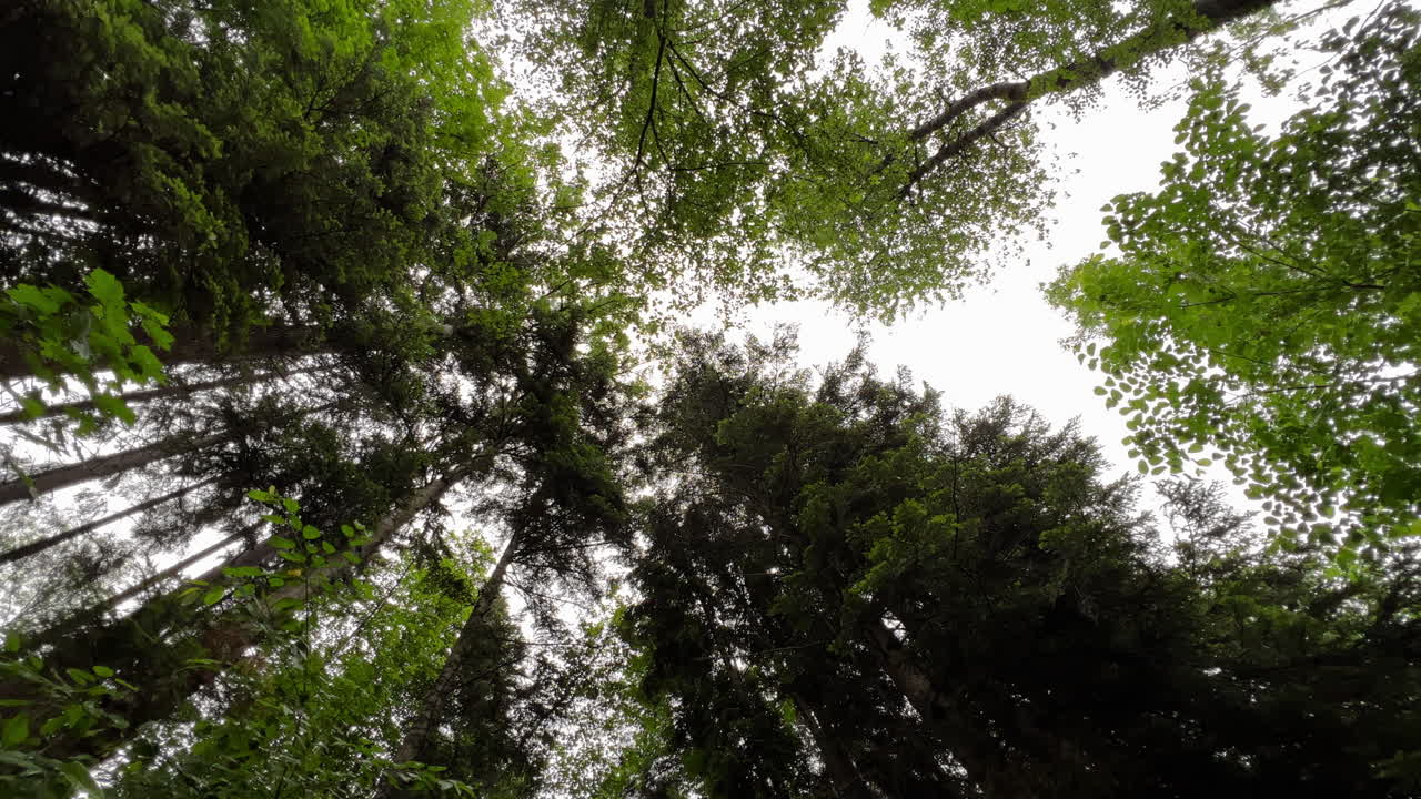 una mirada a los árboles largos en medio de un bosque | berchtesgaden, alemania