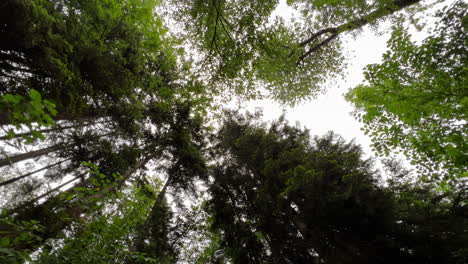 a-look-up-at-long-trees-in-the-middle-of-a-forest-|-Berchtesgaden,-Germany