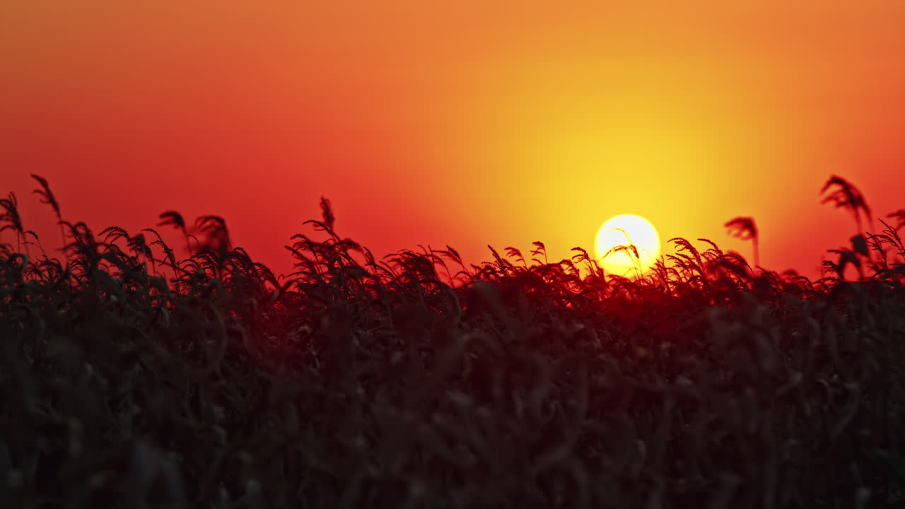 puesta de sol sobre un campo de hierba