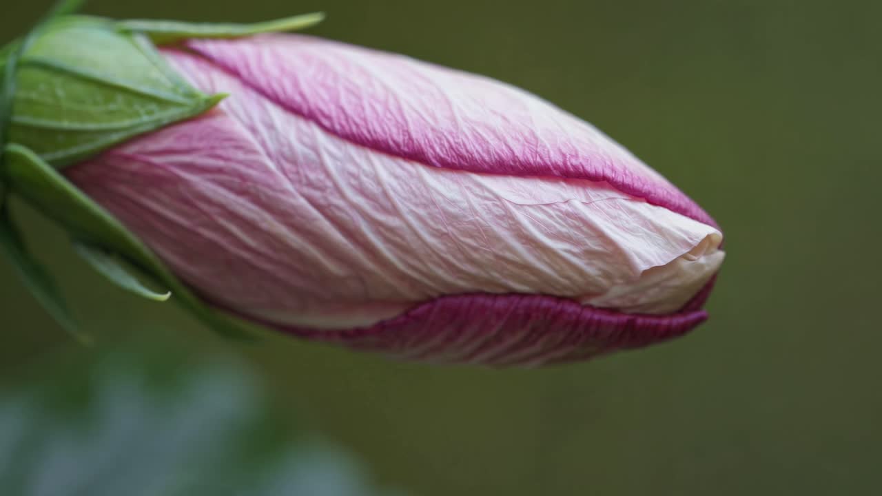 Close-up video of a pink hibiscus flower, showcasing its delicate petals and vibrant stamen