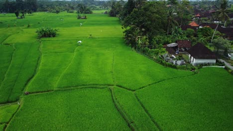 aerial ascending shot over the wonderful historic ricefields at benawah kangin area bali indonesia with views of buildings, agricultural fields and vegetation