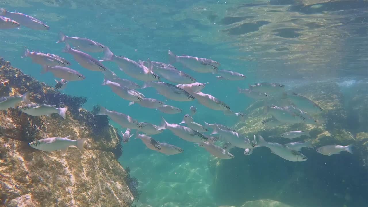 바하 물고기 학교 바다 사자 수중 로스 islotes