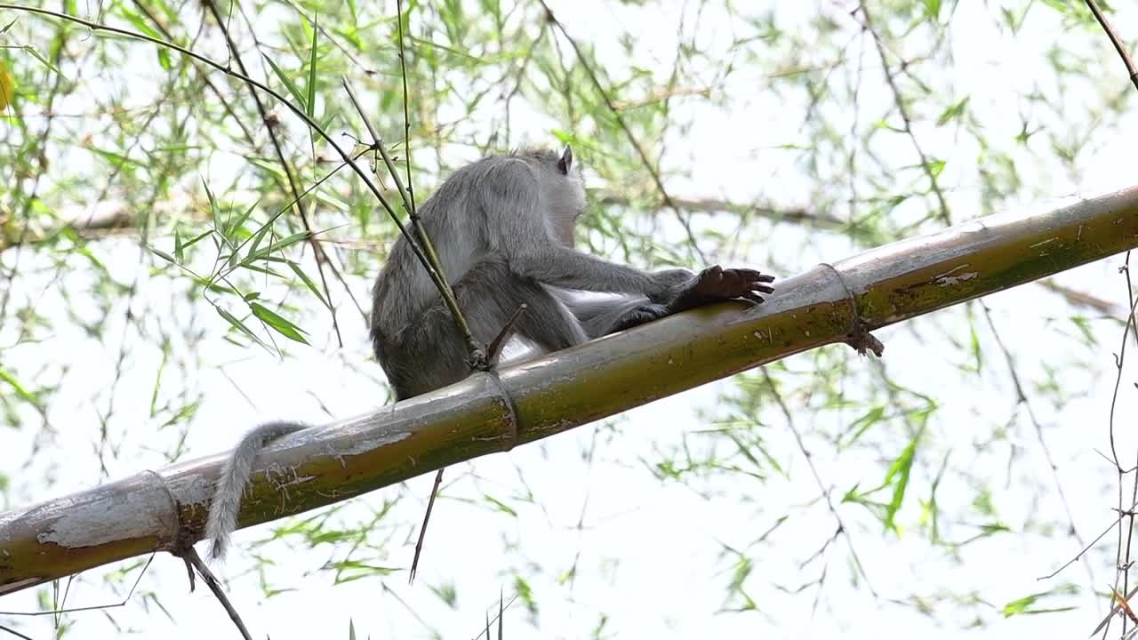 los macacos de cola larga son los monos más fáciles de encontrar en tailandia, ya que están presentes en complejos de templos, parques nacionales e incluso pueblos y ciudades