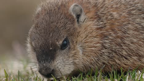 Quebec-murmeltier,-Das-Auf-Dem-Gras-Nach-Nahrung-Sucht---Nahaufnahme