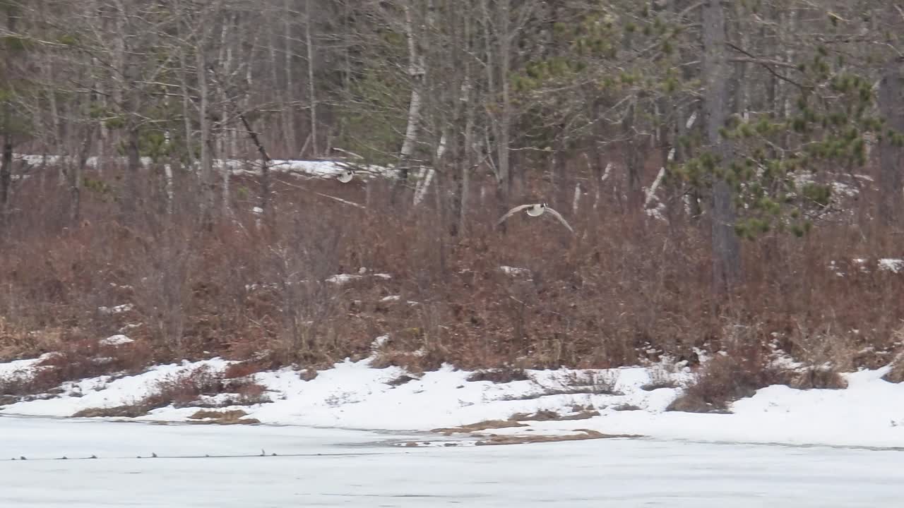 Pair of Canadian Geese come flying over a lake in winter with snow on the ground before landing and chasing other geese away