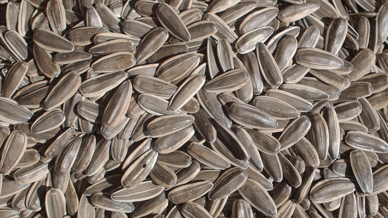 Close-up View of Striped Sunflower Seeds