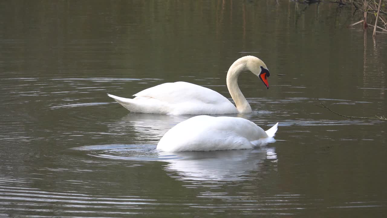 dos cisnes blancos sumergen la cabeza en el agua para buscar comida