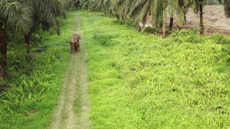 Vista-Aérea-De-Un-Elefante-Solitario-En-La-Selva-De-Borneo,-Malasia.