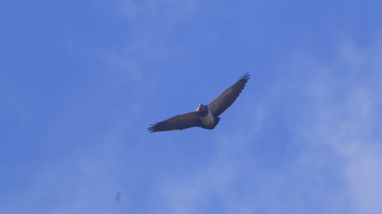 águila buitre de pecho negro volando en el cielo azul observando sus alrededores con la nube ocasional