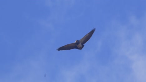 Black-chested-buzzard-eagle-soaring-in-the-blue-sky-surveying-its-surroundings-with-the-occasional-cloud