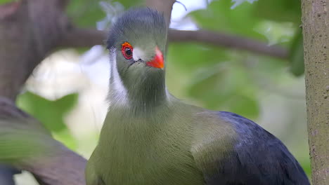 Toma-Cercana-De-Un-Turaco-De-Mejillas-Blancas-Que-Está-Bostezando-Frente-A-La-Cámara,-Grandes-Colores,-Fondo-Borroso