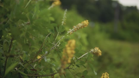 yellow plants moving in the wind in a rain forest in india