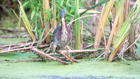 a green heron slowly walks through the wetlands while hunting