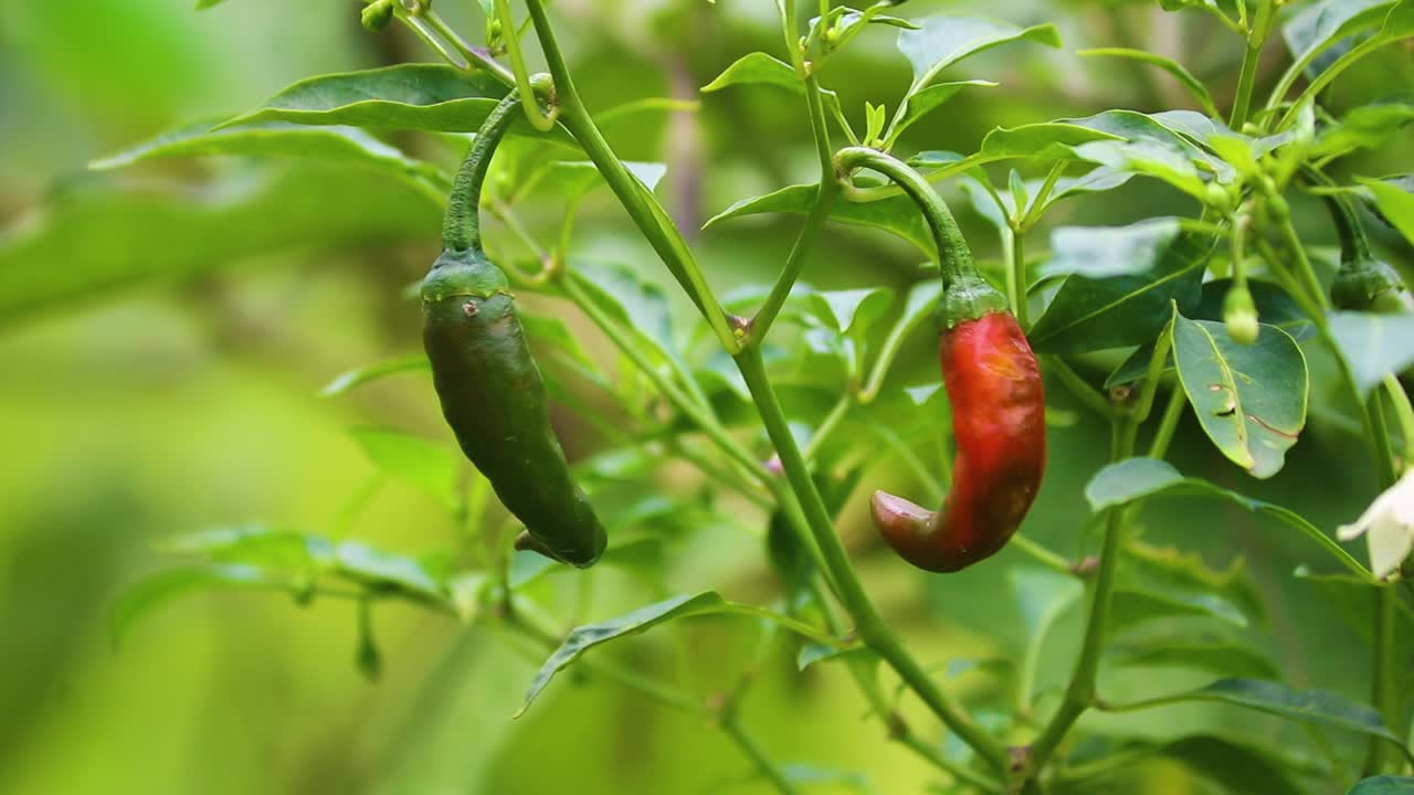 식물 에 있는  ⁇ 은 고추 와 초록 고추 의 클로즈업