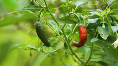 primer plano de pimienta roja y verde en la planta