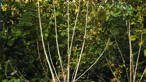 Verlassene-Kirchentür-In-Einem-Wald