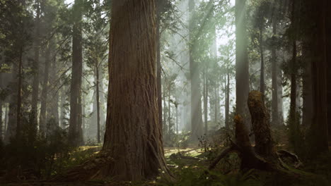 majestic forest with tall trees and soft sunlight filtering through leaves