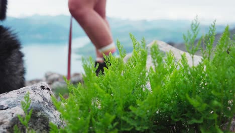 closeup of lush green fern plants growing in wilderness with legs of man standing in background