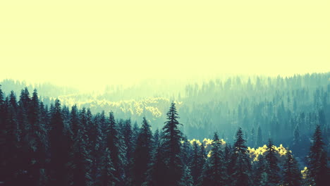 hillside-with-coniferous-forest-among-the-fog-on-a-meadow-in-mountains