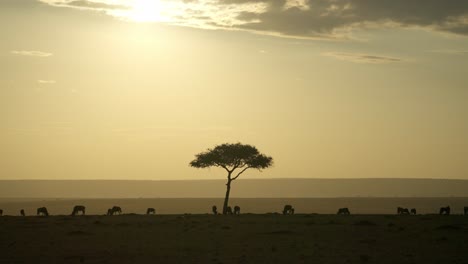 golden maasai mara sunset with wildebeest silhouettes grazing, a lone acacia tree standing tall in the center. peaceful, timeless african scene.