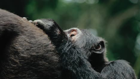 chimpancé acicalando a otro - importante para la vinculación social