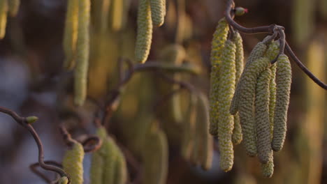 Handheld-slow-motion-shot-of-green-blossoms-of-the-hazelnut