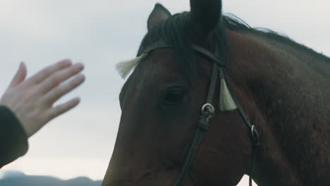 horse stands in front of sunset backdrop