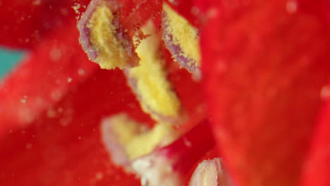 fotografía macro de una flor bajo el agua