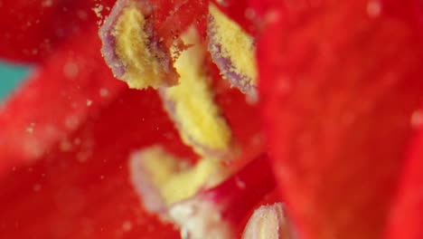 macro photography of a flower under water