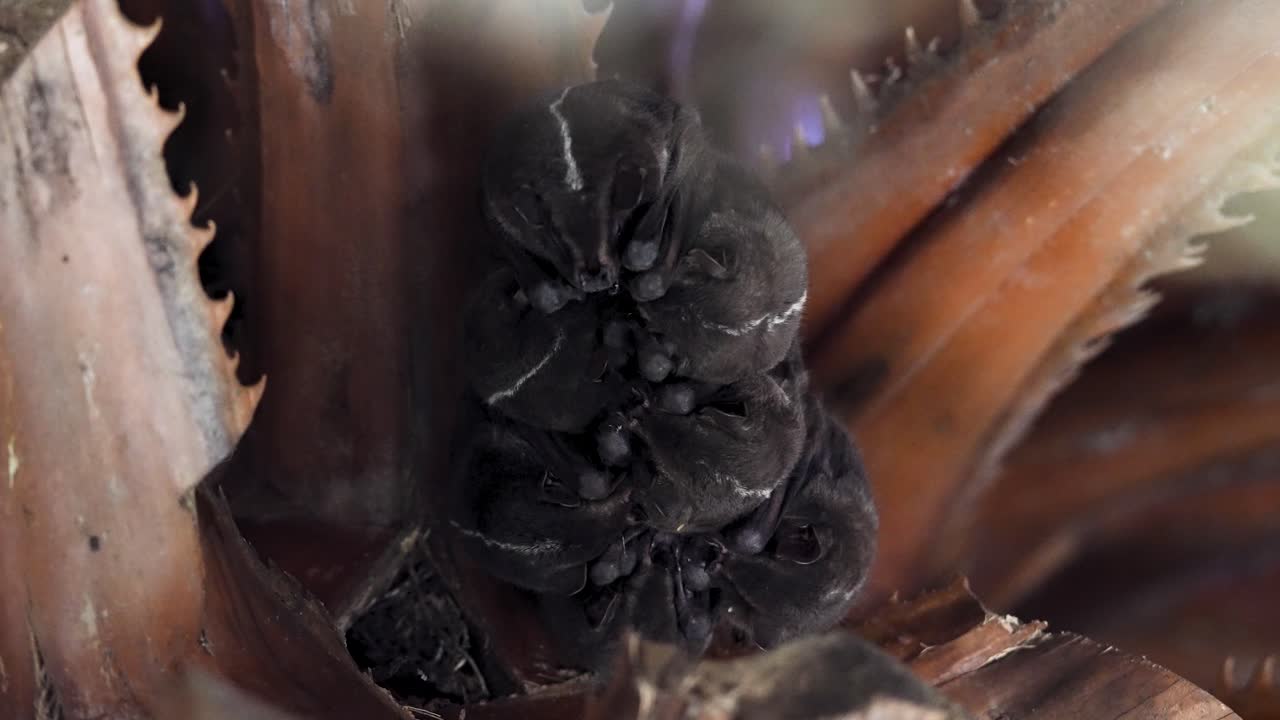 Bats Showing Fangs While Hanging (Slow Motion Variant 3)