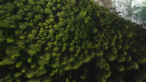 Bird's-eye-view-flying-over-coastal-evergreen-forest,-secluded-beach-on-Oregon-Coast