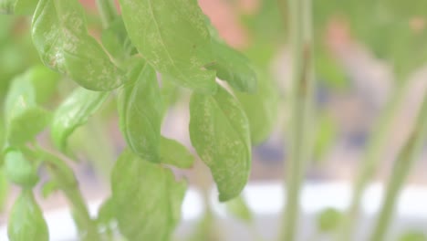 Primer-Plano-De-Una-Mano-Tocando-Una-Hoja-De-Albahaca-Infestada-De-Mosca-Blanca