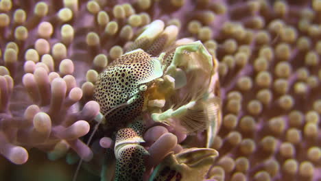 spotted porcelain crab midst reddish sea anemone filtering plankton from the water using feathery hair-like structures