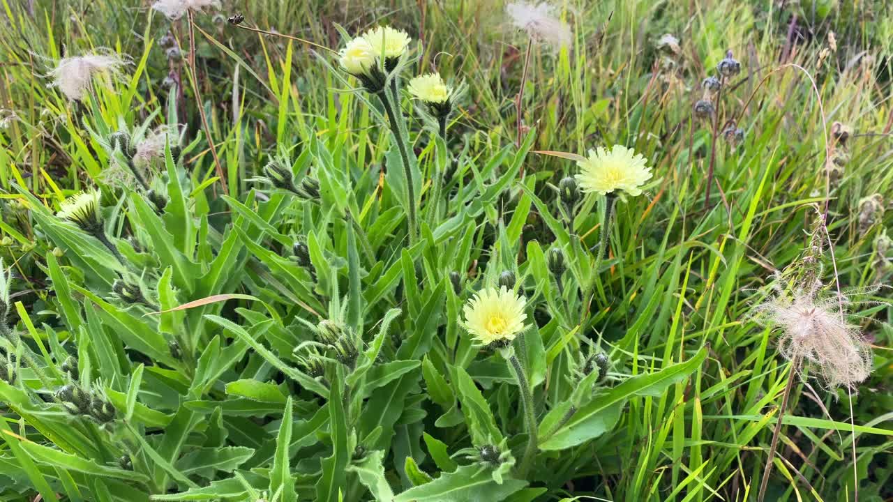Pale Yellow Wildflowers in a Meadow