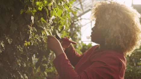 black woman pruning plant in flower greenhouse