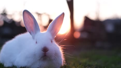 a bunny on a lawn at sunset creates a cute animal concept. easter symbol concept. 4k video