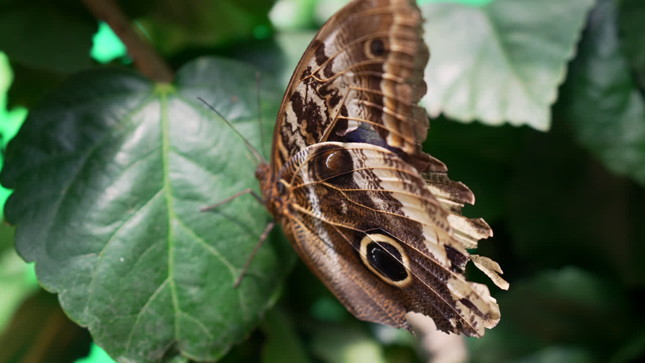 Close-up of butterfly excrement dripping from behind on a green leaf in a lush, natural environment, textured brown and black pattened spots on wings