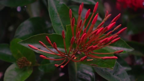 jóvenes flores de mango a punto de florecer en gloriosas flores rosadas