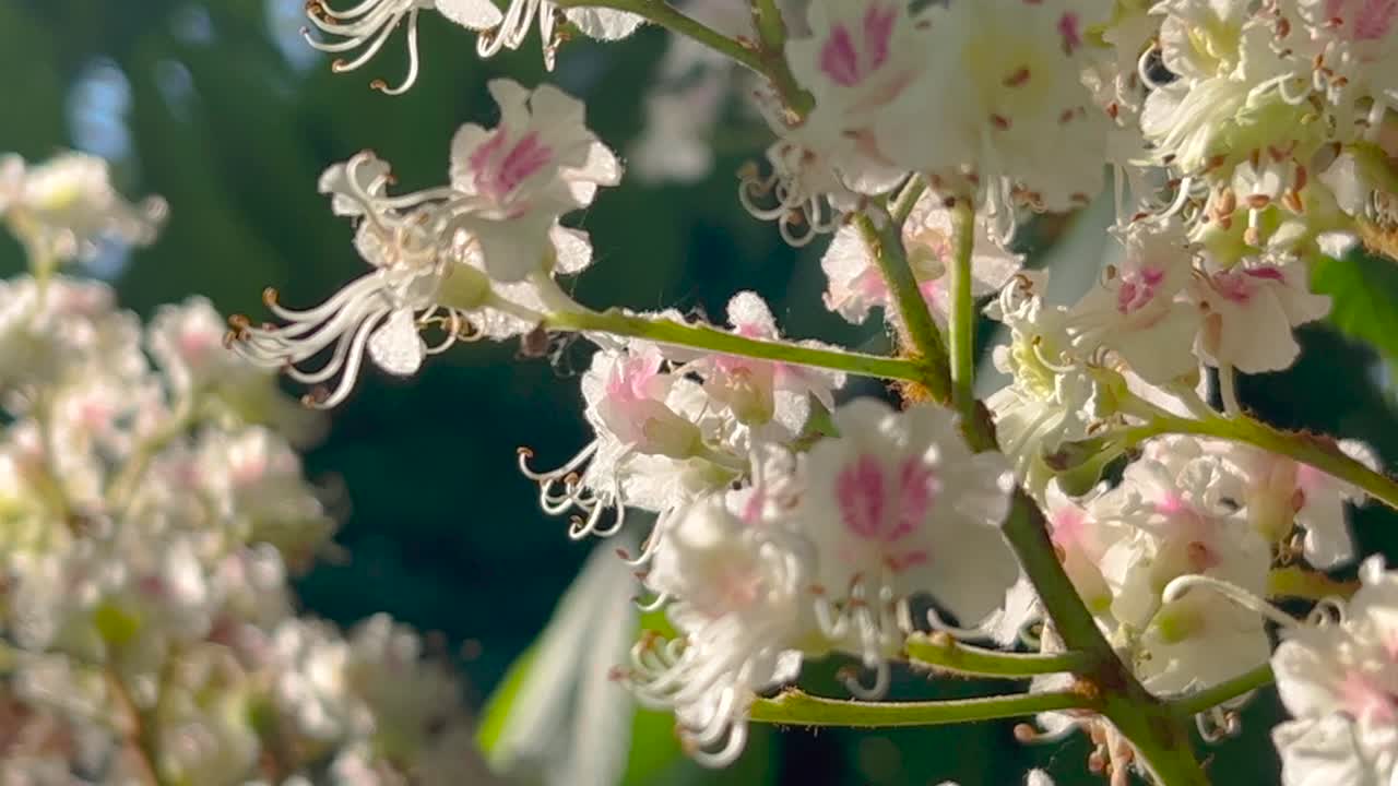 Handheld shot of horse chestnut tree inflorescence blossoming in spring