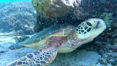 a closeup of a green sea turtle swimming resting under a piece of coral - underwater, side view