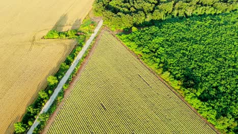 aerial view of beautiful blooming curry plant field in rural countryside.