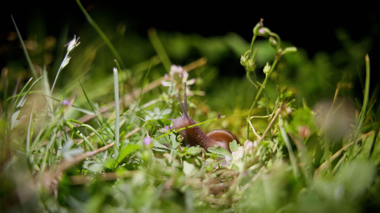 caracol por la noche en un jardín orgánico - helix pomatia también conocido como el caracol romano o el caracol borgoña