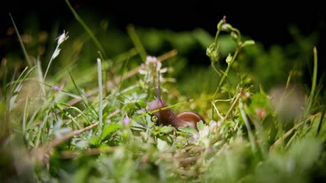 snail at night in a organic garden - helix pomatia also known as the roman snail or burgundy snail